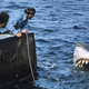 Image for article titled 40 Years of Bad Science: How Jaws Got Everything Wrong About Sharks